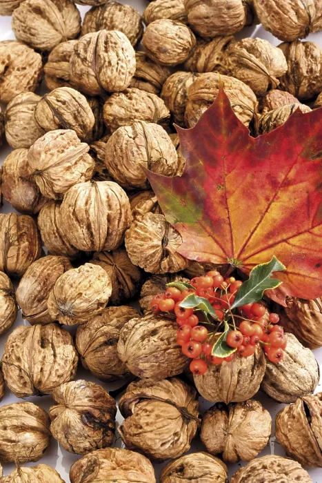 Framed Print : Walnuts, Firethorn and Maple Leaf Print Framed Print : Walnuts, Firethorn and Maple Leaf Print