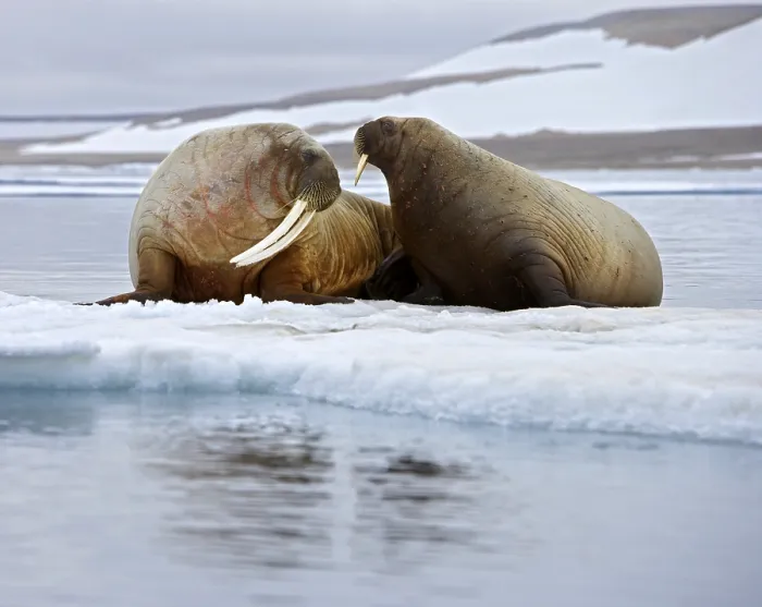 Framed Print : Walruses on the Ice Print Framed Print : Walruses on the Ice Print