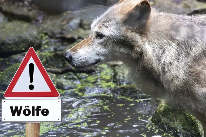 Framed Print : Warning Sign Print: Wolf in Germany Framed Print : Warning Sign Print: Wolf in Germany