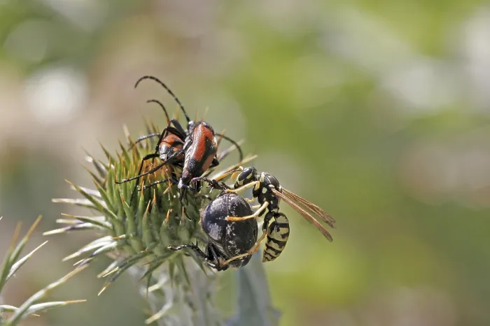 Framed Print : Wasp with Beetle Print Framed Print : Wasp with Beetle Print