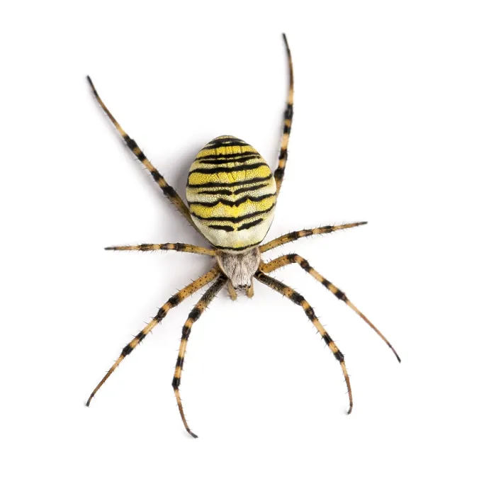 Framed Print : Wasp Spider Print - Argiope bruennichi Framed Print : Wasp Spider Print - Argiope bruennichi