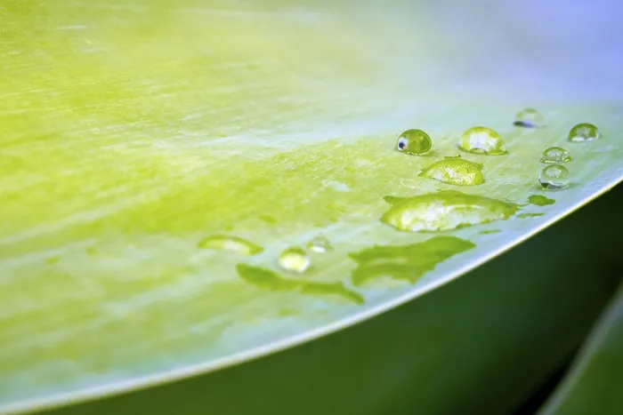 Framed Print : Water Droplets on Leaf Print Framed Print : Water Droplets on Leaf Print