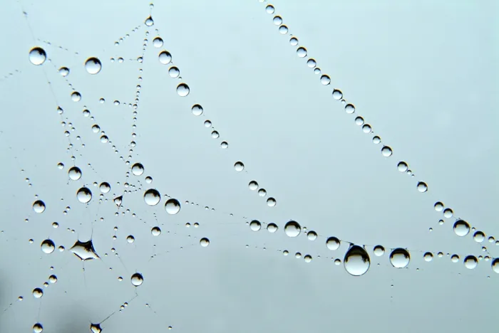 Framed Print : Water Drops on a Cobweb Print Framed Print : Water Drops on a Cobweb Print