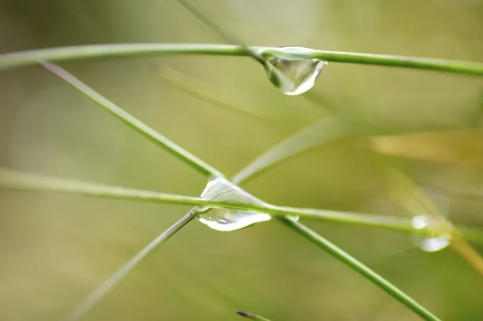 Framed Print : Water Drops on Grass Print Framed Print : Water Drops on Grass Print