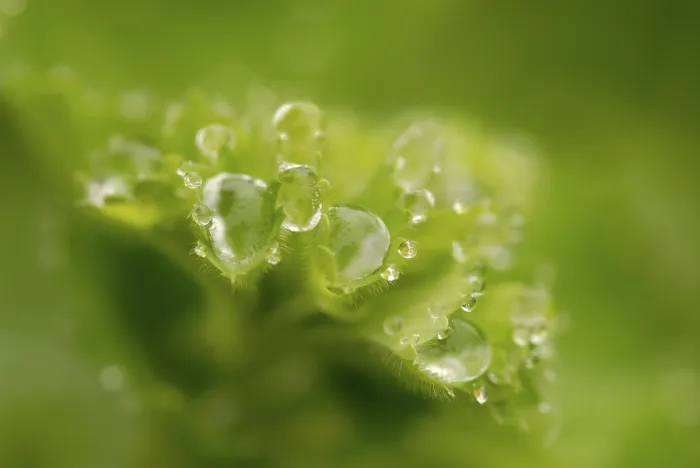 Framed Print : Water Drops on Leaf Print Framed Print : Water Drops on Leaf Print