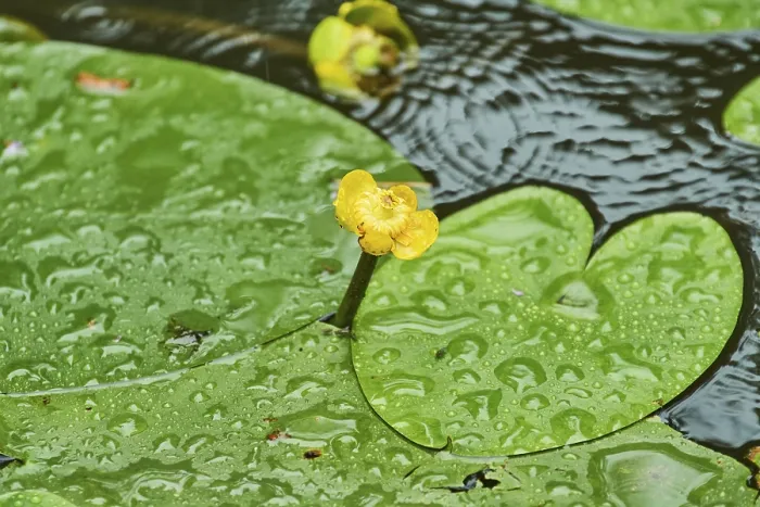 Framed Print : Water Drops on a Leaf in Spring Print, Germany Framed Print : Water Drops on a Leaf in Spring Print, Germany