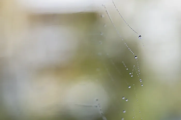 Framed Print : Orb-web Spider Web with Water Drops Print Framed Print : Orb-web Spider Web with Water Drops Print