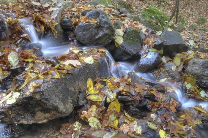 Framed Print : Water on the rocks into the forest Print Framed Print : Water on the rocks into the forest Print