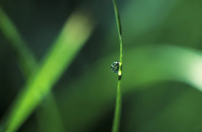 Framed Print : Waterdrop on blade of grass Print Framed Print : Waterdrop on blade of grass Print
