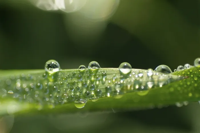 Framed Print : Waterdrop on Leaf Print Framed Print : Waterdrop on Leaf Print