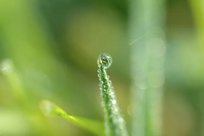 Framed Print : Waterdrop on Leaf Print Framed Print : Waterdrop on Leaf Print