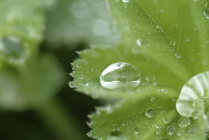 Framed Print : Waterdrop on Leaf Print Framed Print : Waterdrop on Leaf Print
