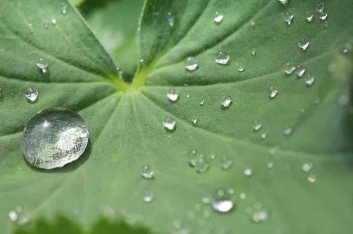Framed Print : Waterdrops on a Leaf Print Framed Print : Waterdrops on a Leaf Print