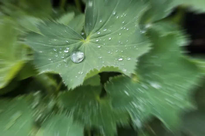 Framed Print : Waterdrops on a Leaf Print Framed Print : Waterdrops on a Leaf Print