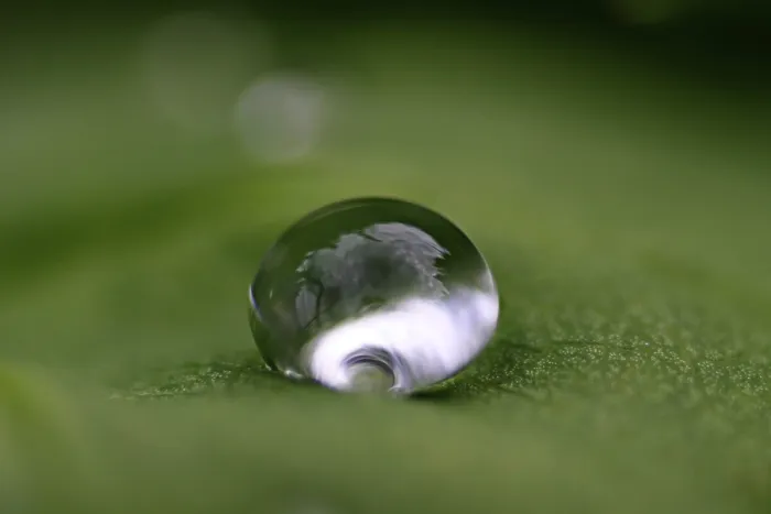Framed Print : Waterdrops on a Leaf Print Framed Print : Waterdrops on a Leaf Print