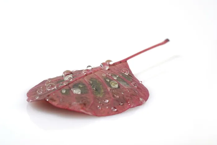 Framed Print : Waterdrops on a Leaf Print Framed Print : Waterdrops on a Leaf Print