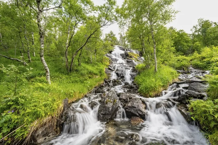 Framed Print : Waterfall Print in Norwegian Birch Forest