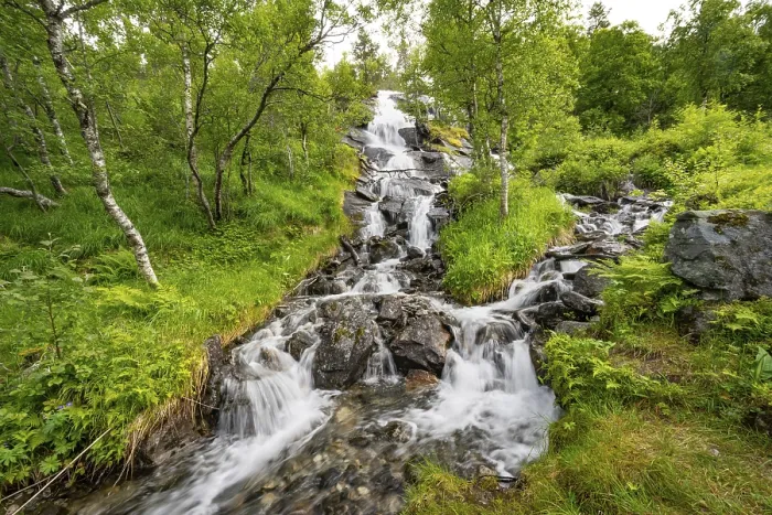 Framed Print : Waterfall Print in Norwegian Birch Forest Framed Print : Waterfall Print in Norwegian Birch Forest