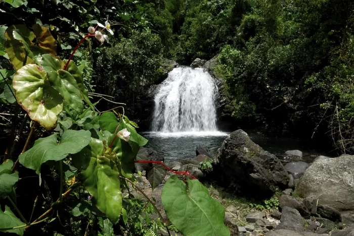 Framed Print : Waterfall in the primaeval forest Print, Rio Ochos, Jamaica Framed Print : Waterfall in the primaeval forest Print, Rio Ochos, Jamaica