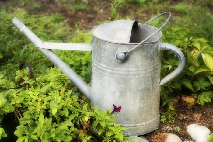 Framed Print : Watering-can Print by ImageBROKER Framed Print : Watering-can Print by ImageBROKER
