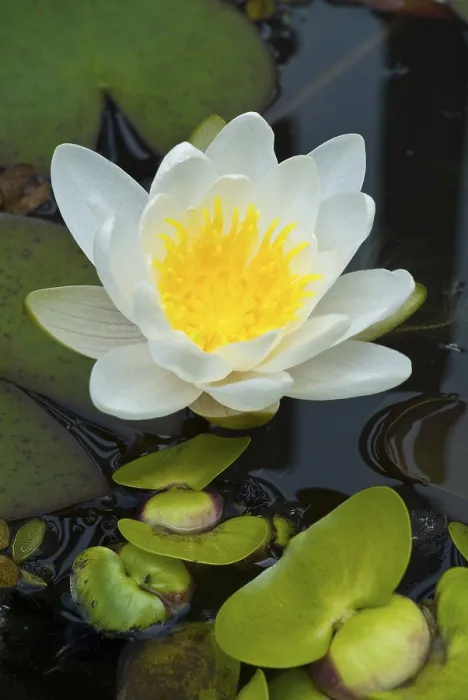 Framed Print : Waterlily Print by Claude Monet Framed Print : Waterlily Print by Claude Monet