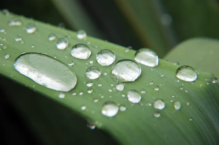 Framed Print : Water Pearls on a Leaf Print Framed Print : Water Pearls on a Leaf Print