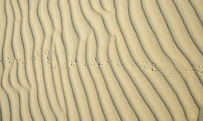 Framed Print : Wave Pattern and Bird Traces Print, Sandfly Bay, New Zealand Framed Print : Wave Pattern and Bird Traces Print, Sandfly Bay, New Zealand