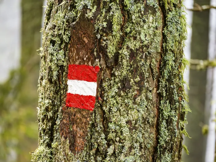 Framed Print : Waymarking on a mossy tree trunk Print, South Tyrol, Italy Framed Print : Waymarking on a mossy tree trunk Print, South Tyrol, Italy