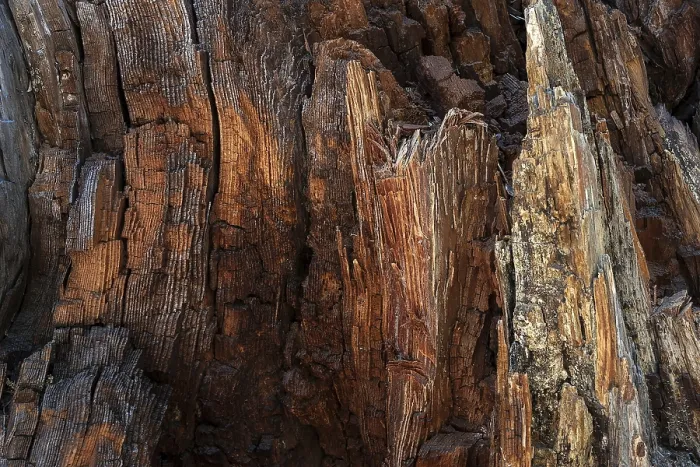 Framed Print : Weathered Wood of a Tree Trunk Print, Yosemite National Park Framed Print : Weathered Wood of a Tree Trunk Print, Yosemite National Park