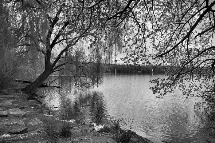 Framed Print : Weeping Willow Print, Max-Eyth-See, Germany Framed Print : Weeping Willow Print, Max-Eyth-See, Germany