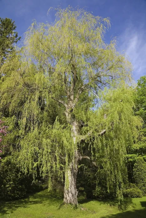 Framed Print : Weeping Willow Tree Print, Springtime Quebec Framed Print : Weeping Willow Tree Print, Springtime Quebec