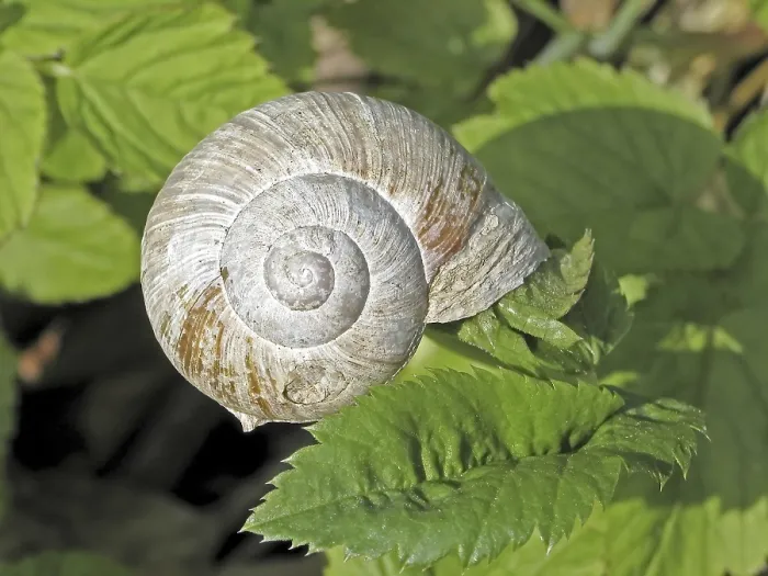 Framed Print : Weinbergschnecke Print Framed Print : Weinbergschnecke Print