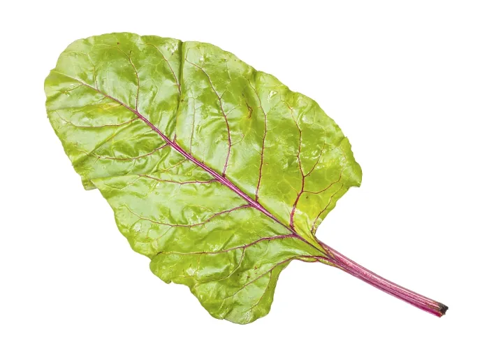 Framed Print : Wet Beet Top Print on White Background Framed Print : Wet Beet Top Print on White Background