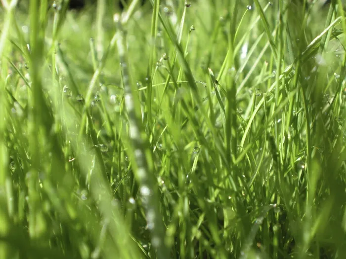 Framed Print : Wet Grass Print Framed Print : Wet Grass Print