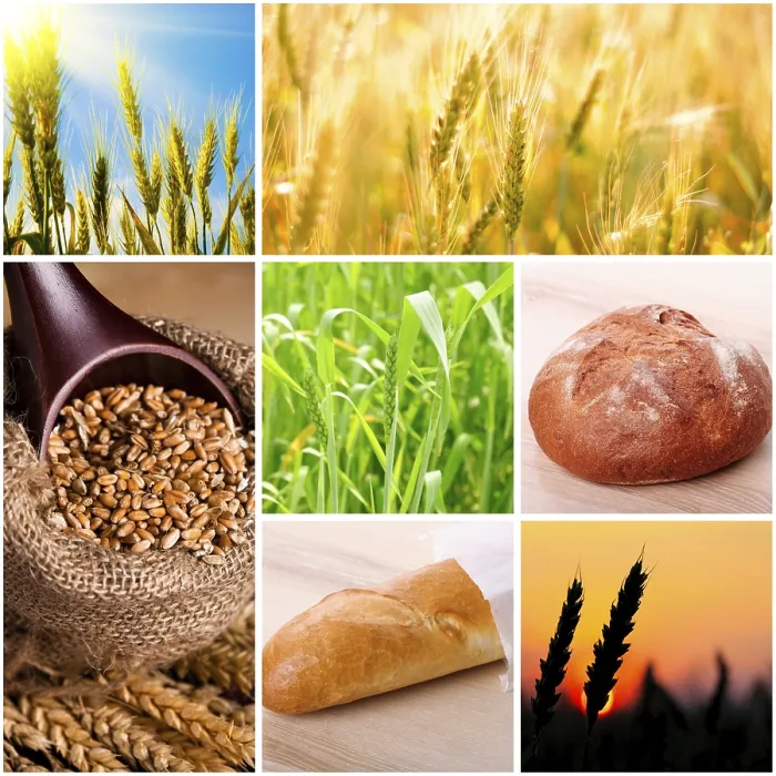 Framed Print : Wheat and Bread Print Concept Framed Print : Wheat and Bread Print Concept