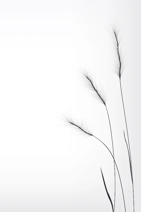 Framed Print : Wheat Composition Print with Copy Space