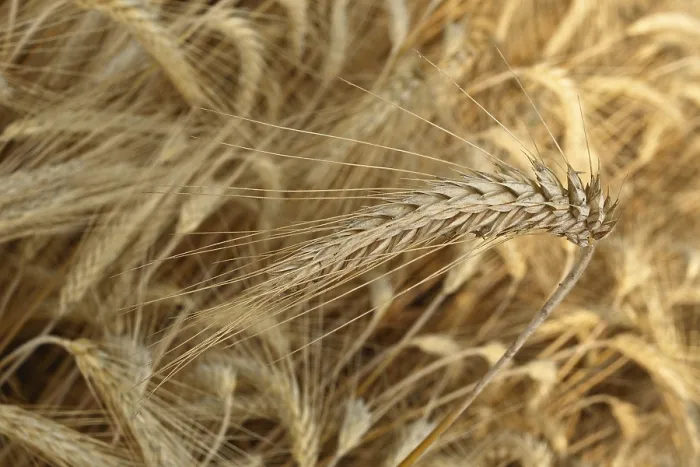 Framed Print : Wheat Ears in a Corn Field Print