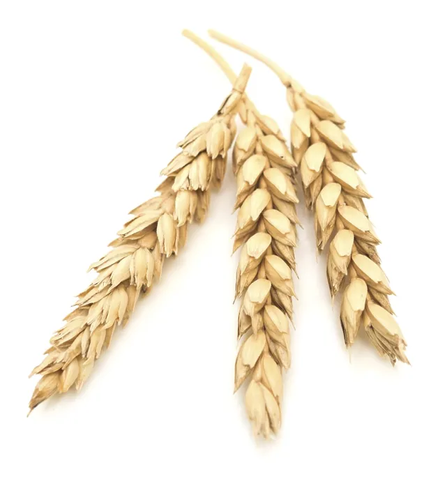 Framed Print : Wheat Ears Print - Isolated on White Background Framed Print : Wheat Ears Print - Isolated on White Background