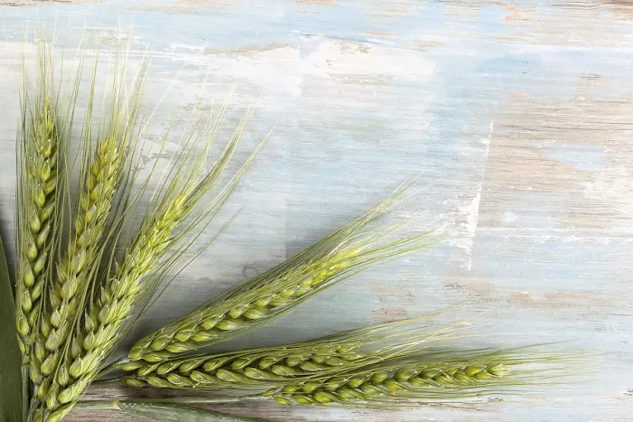 Framed Print : Wheat Ears Print from Above Framed Print : Wheat Ears Print from Above