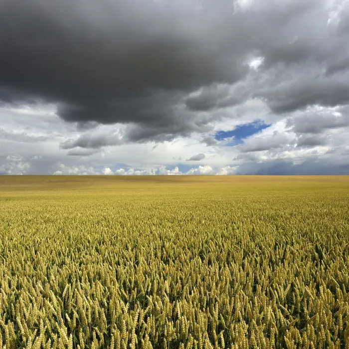 Framed Print : Wheat Field Print, Saalekreis, Germany