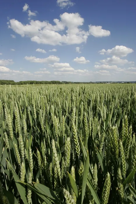 Framed Print : Wheat Field in Summer Print