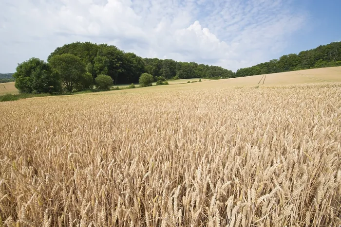 Framed Print : Wheat field, Thuringia, Germany Print