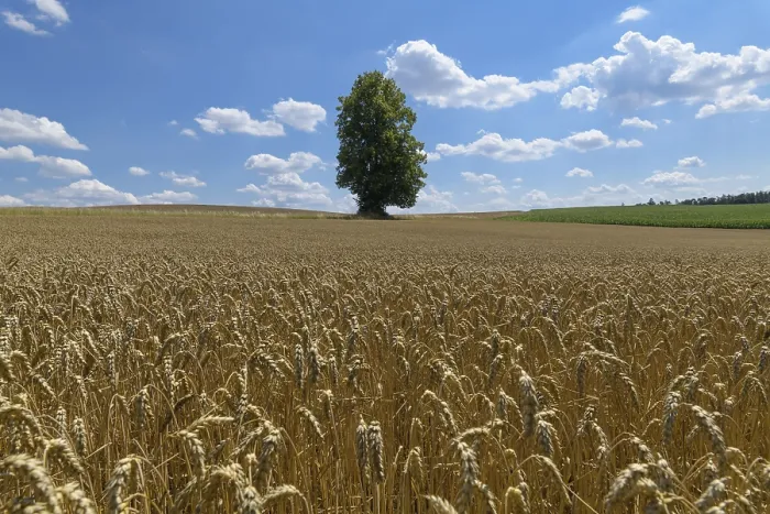 Framed Print : Wheat field with tree in summer print, Grabfeld, Bavaria Framed Print : Wheat field with tree in summer print, Grabfeld, Bavaria
