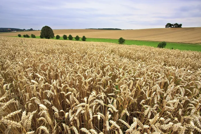 Framed Print : Wheat Fields at the End of Summer Print Framed Print : Wheat Fields at the End of Summer Print