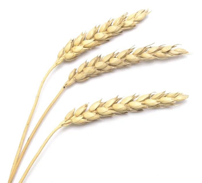 Framed Print : Wheat Print on White Background Framed Print : Wheat Print on White Background