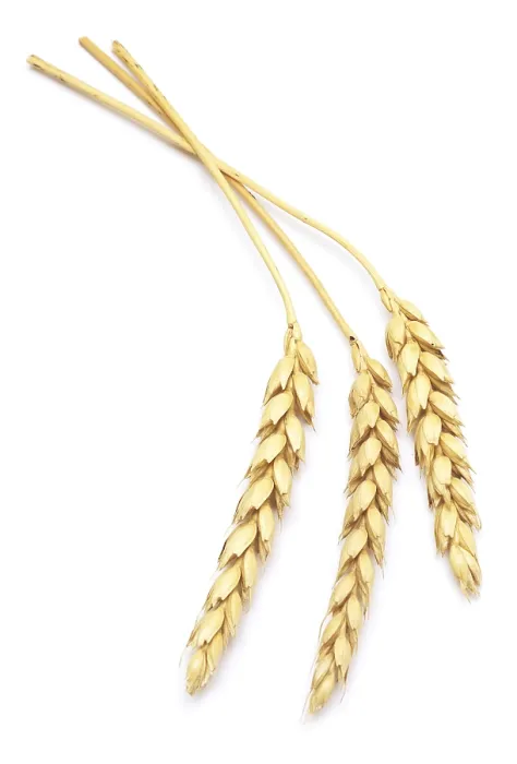 Framed Print : Wheat Print on White Background