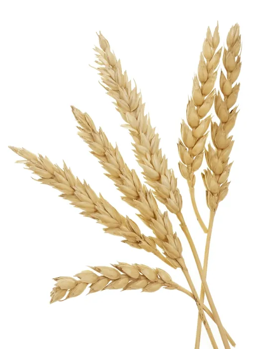 Framed Print : Wheat Isolated Print on White Background Framed Print : Wheat Isolated Print on White Background