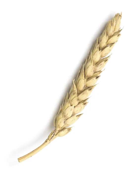 Framed Print : Wheat Print on White Background Framed Print : Wheat Print on White Background