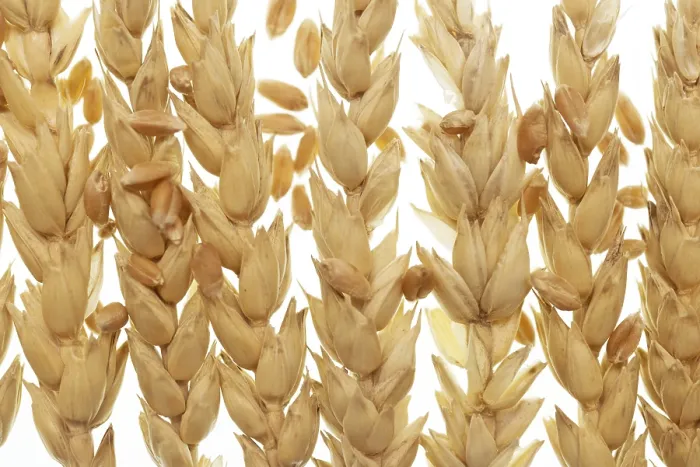 Framed Print : Wheat Print on White Background Framed Print : Wheat Print on White Background