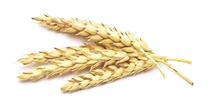 Framed Print : Wheat Print on White Background Framed Print : Wheat Print on White Background